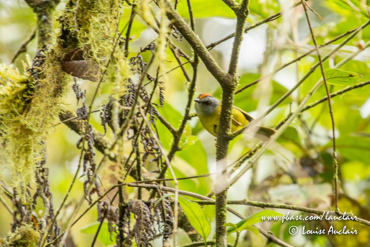 Russet-crowned Warbler - ML143016661