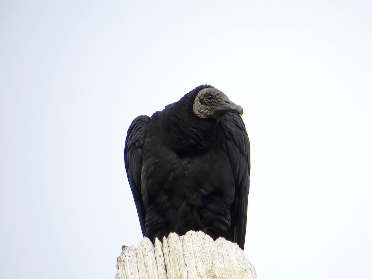 Black Vulture - Bill Lisowsky