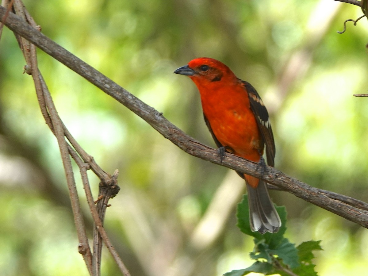 Flame-colored Tanager - Mark S. Garland