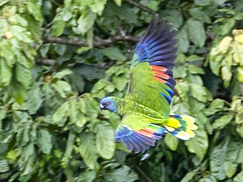 St. Lucia Amazon eBird