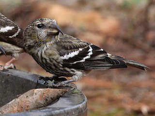 Молодая птица - Jason Leifester - ML143018501