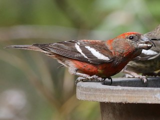  - Hispaniolan Crossbill