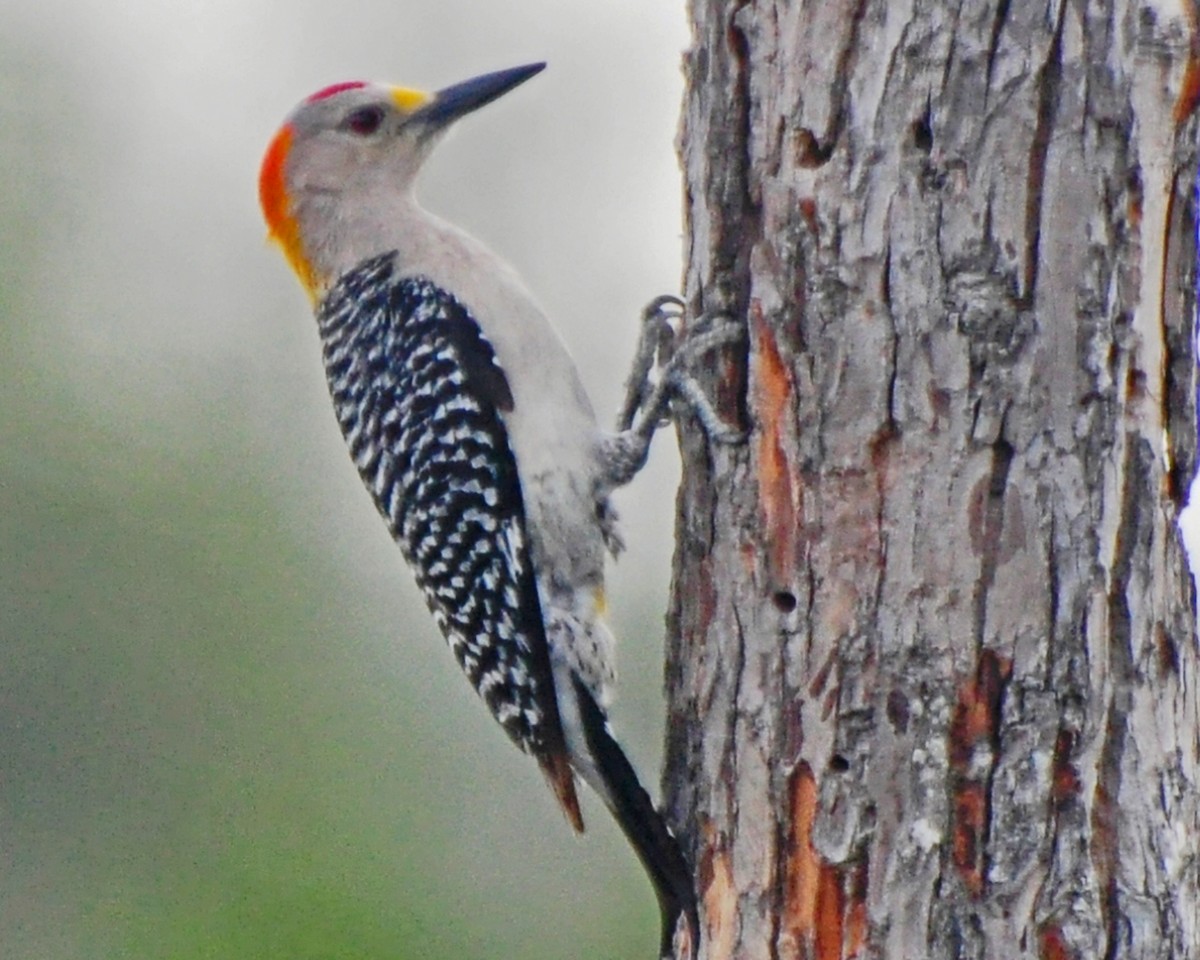 Golden-fronted Woodpecker - ML143018841