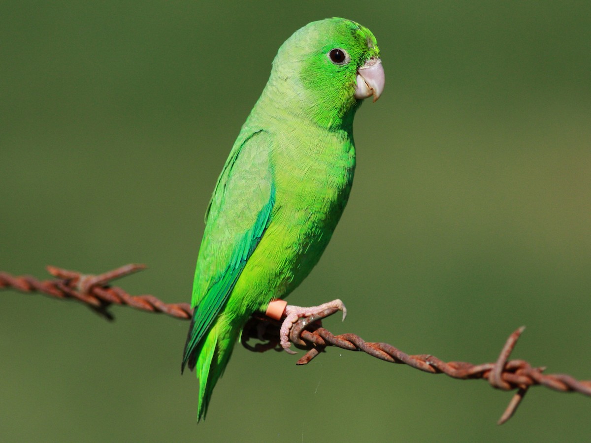 Periquito Pico Oscuro - eBird