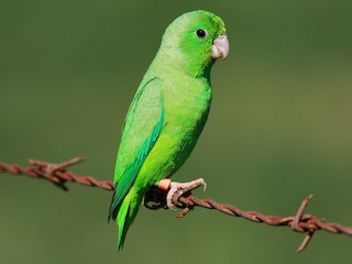  - Green-rumped Parrotlet