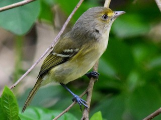  - San Andres Vireo