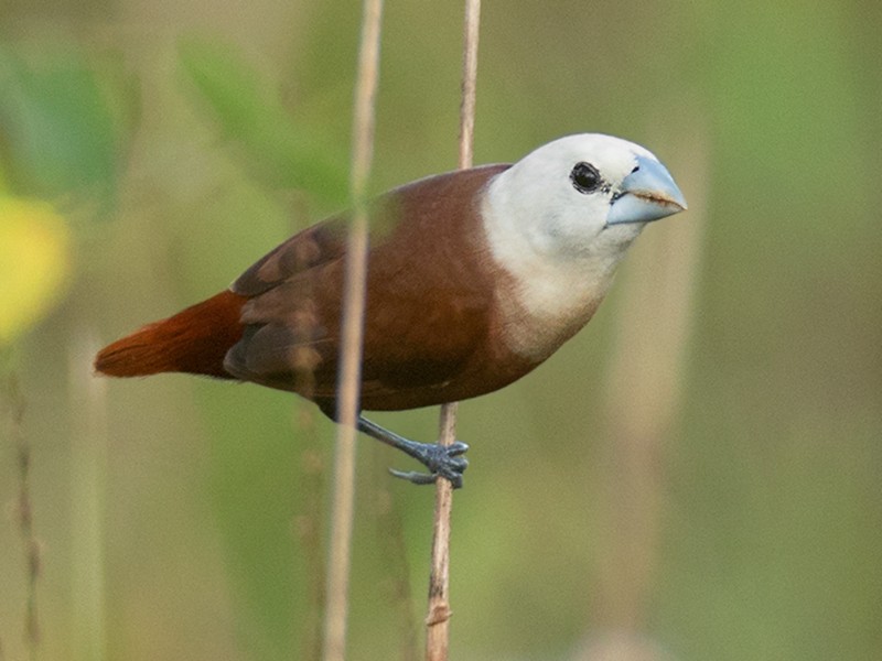 White-headed Munia - Ayuwat Jearwattanakanok