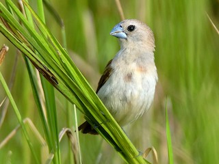 未成鳥 - Ayuwat Jearwattanakanok - ML143019651