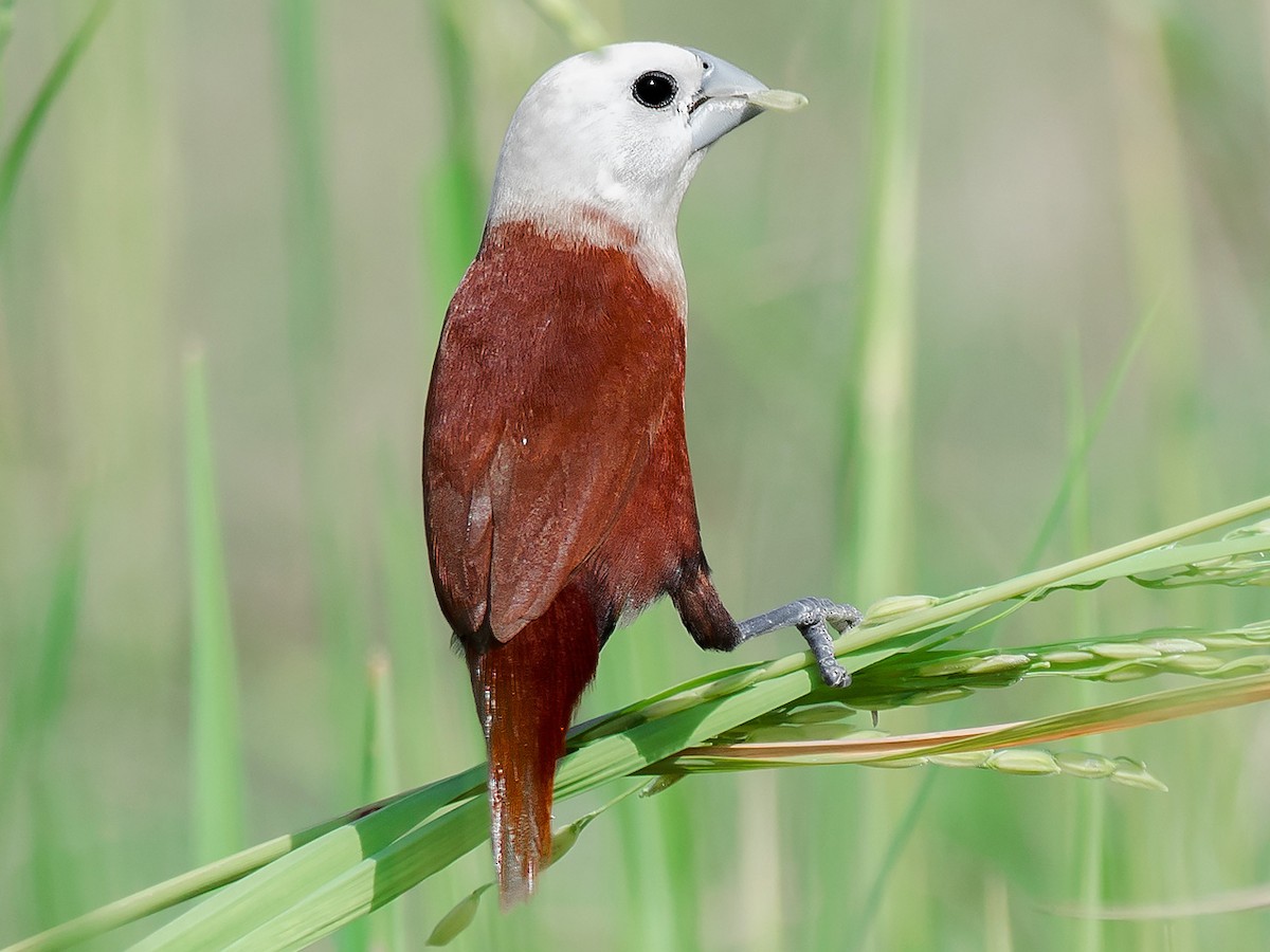 白頭文鳥- eBird