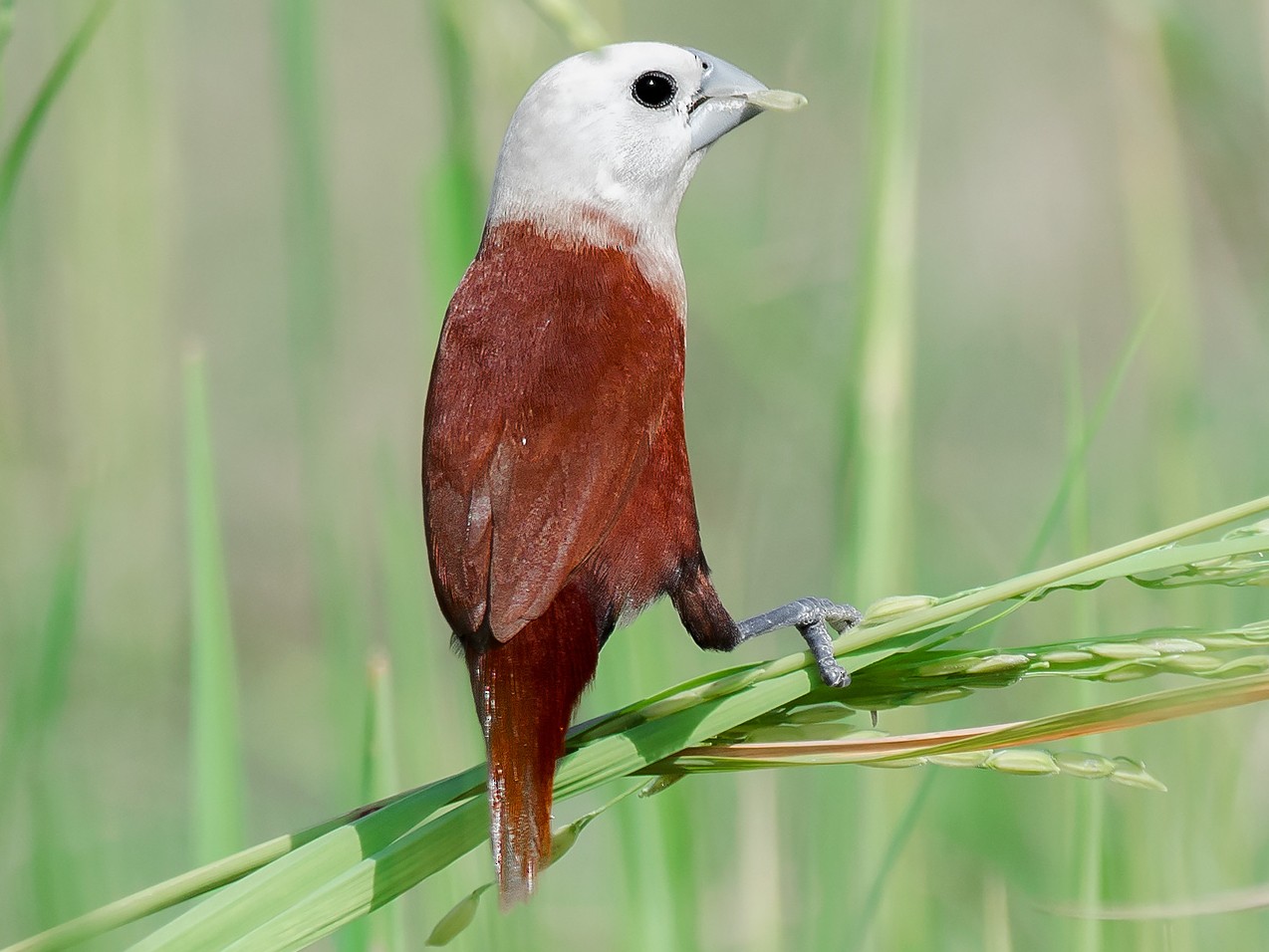 White-headed Munia - Natthaphat Chotjuckdikul