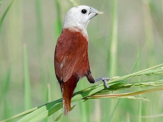 นกเต็มวัย - Natthaphat Chotjuckdikul - ML143019661