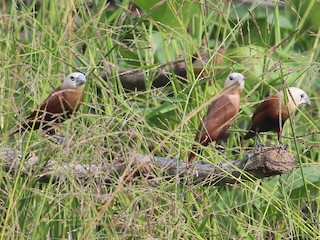 成鳥 - Bruno Durand - ML143019671