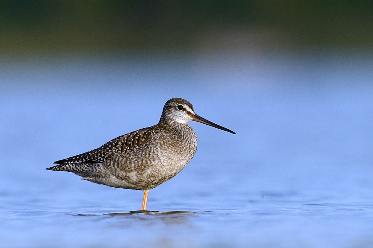 Spotted Redshank - ML143020741
