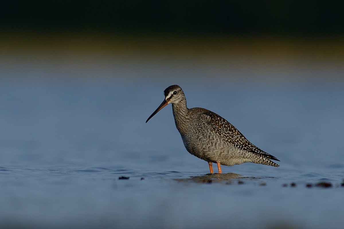 Spotted Redshank - ML143020751