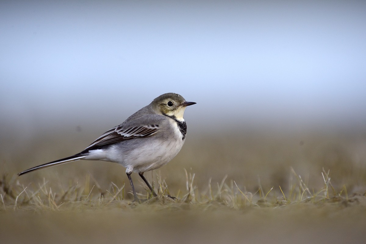 White Wagtail - Hans Norelius