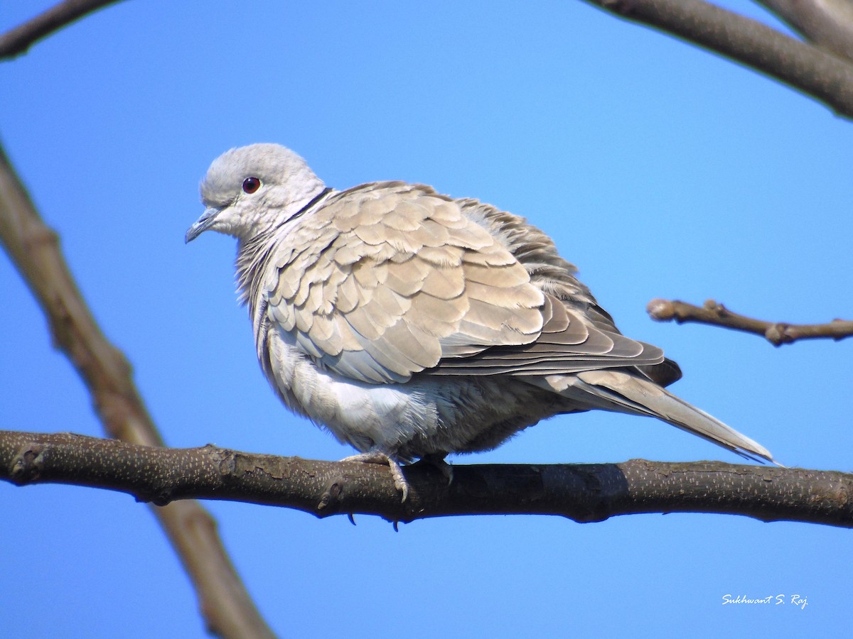 Eurasian Collared-Dove - Sukhwant S Raj