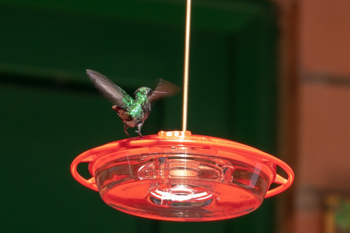 kolibřík Poortmanův - ML143021541