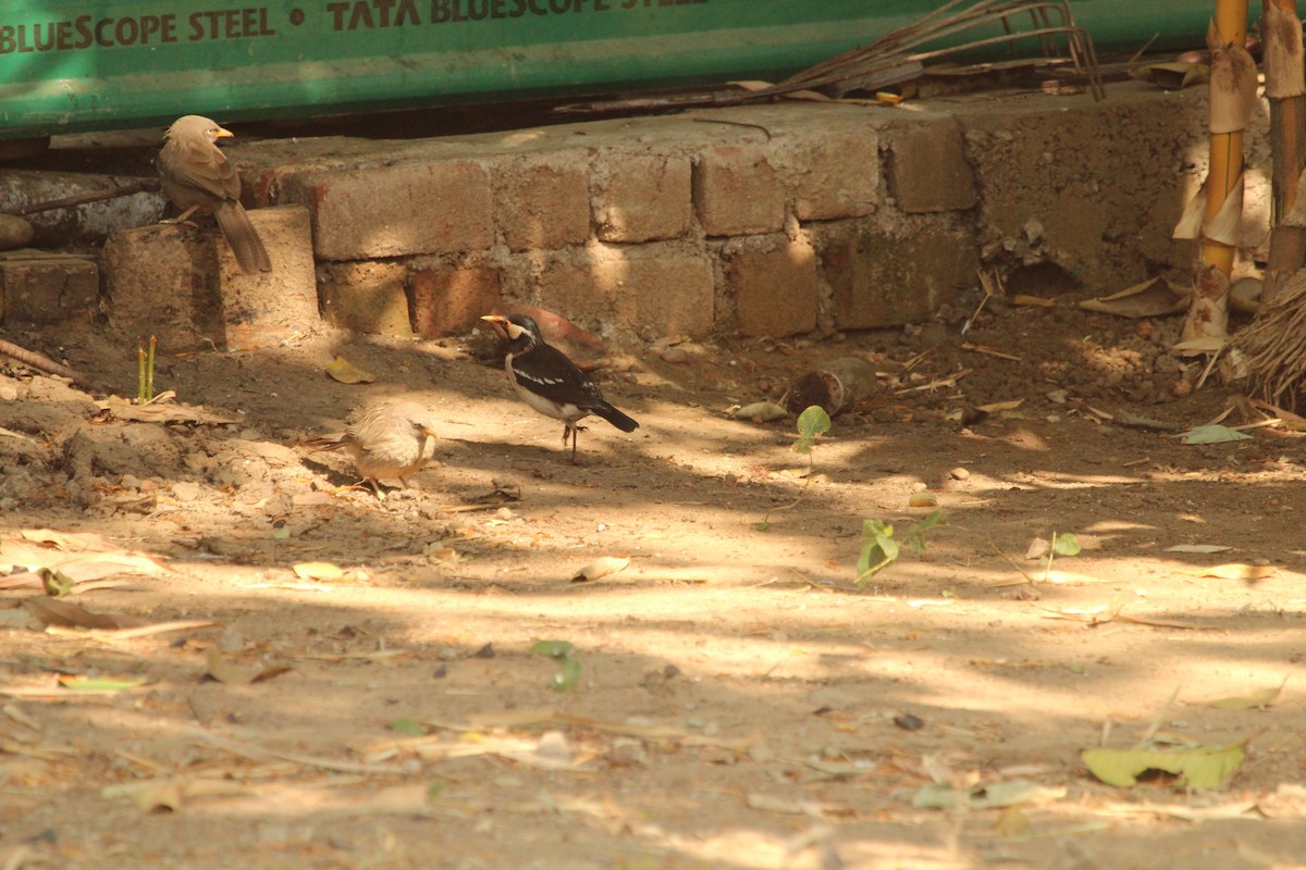 Indian Pied Starling - ML143027551