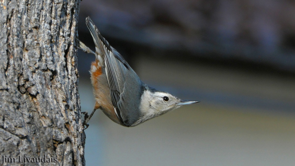 White-breasted Nuthatch ML143027581