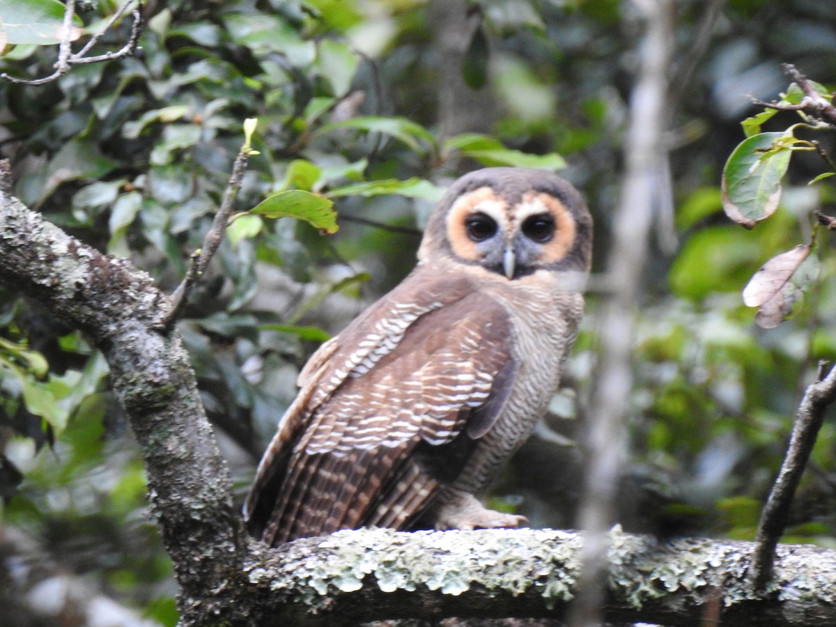 Brown Wood-Owl - SANCHITA DEY