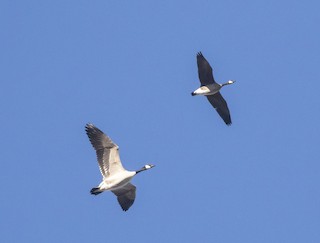 Cackling Goose, ML143029191