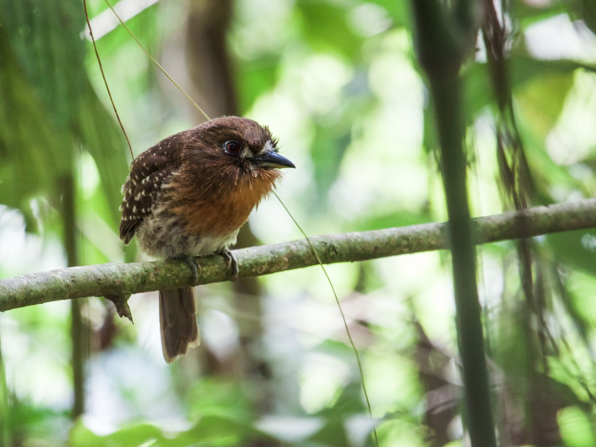 Moustached Puffbird - Nick Athanas