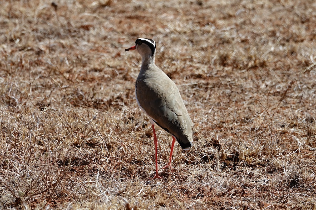 Crowned Lapwing - ML143031931