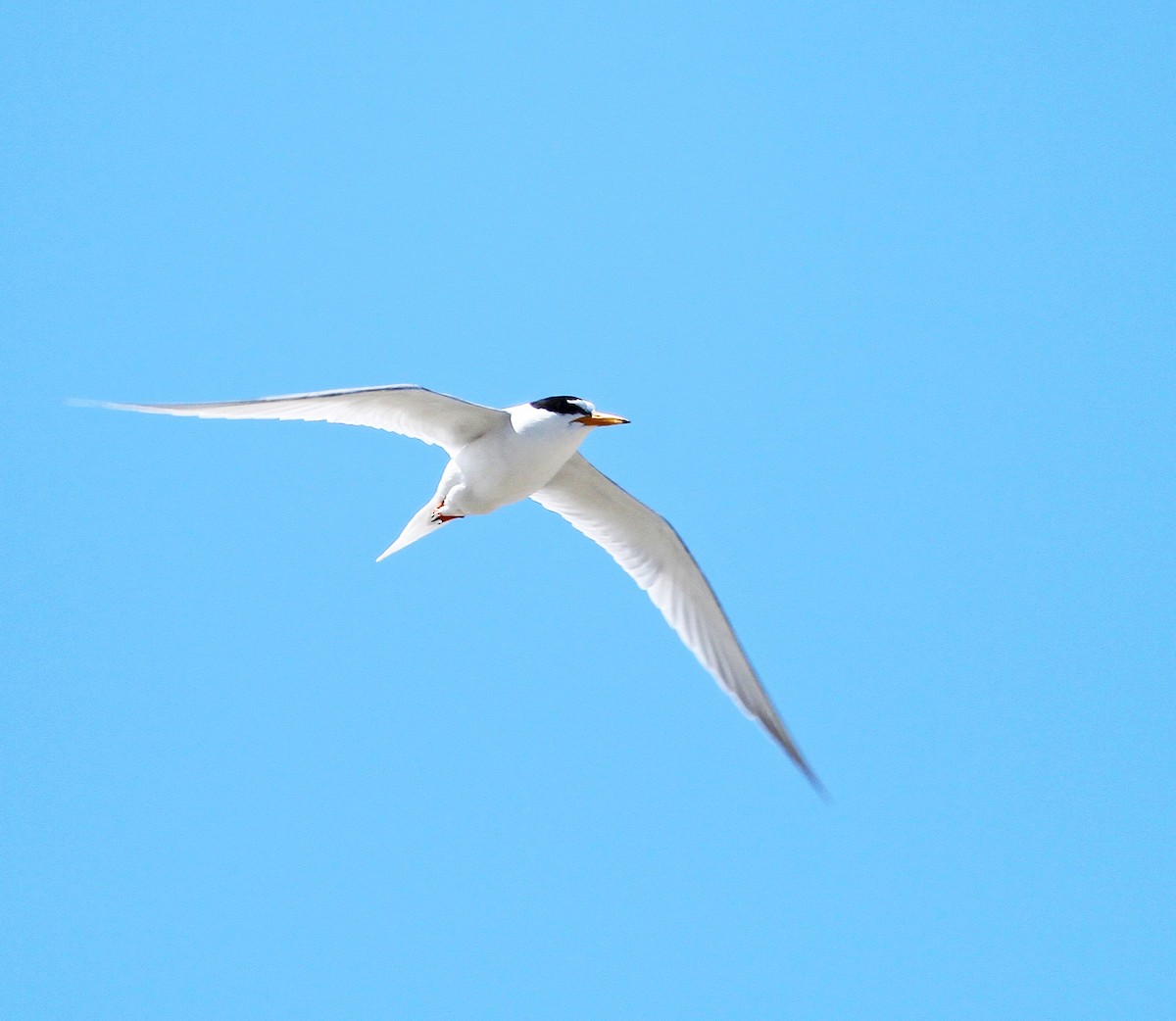 Little Tern - Logan Lalonde