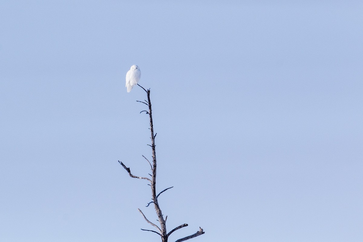 Белая сова - ML143038301