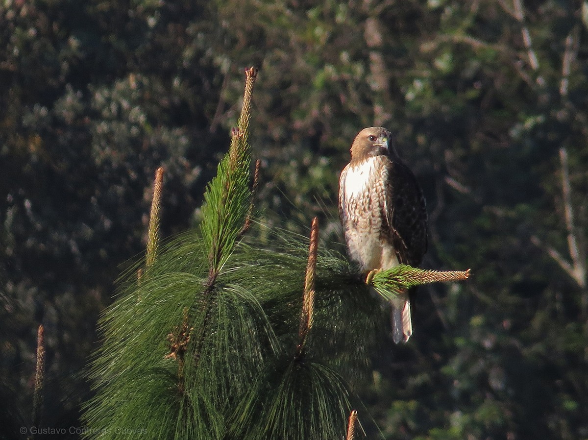 Red-tailed Hawk - ML143038401