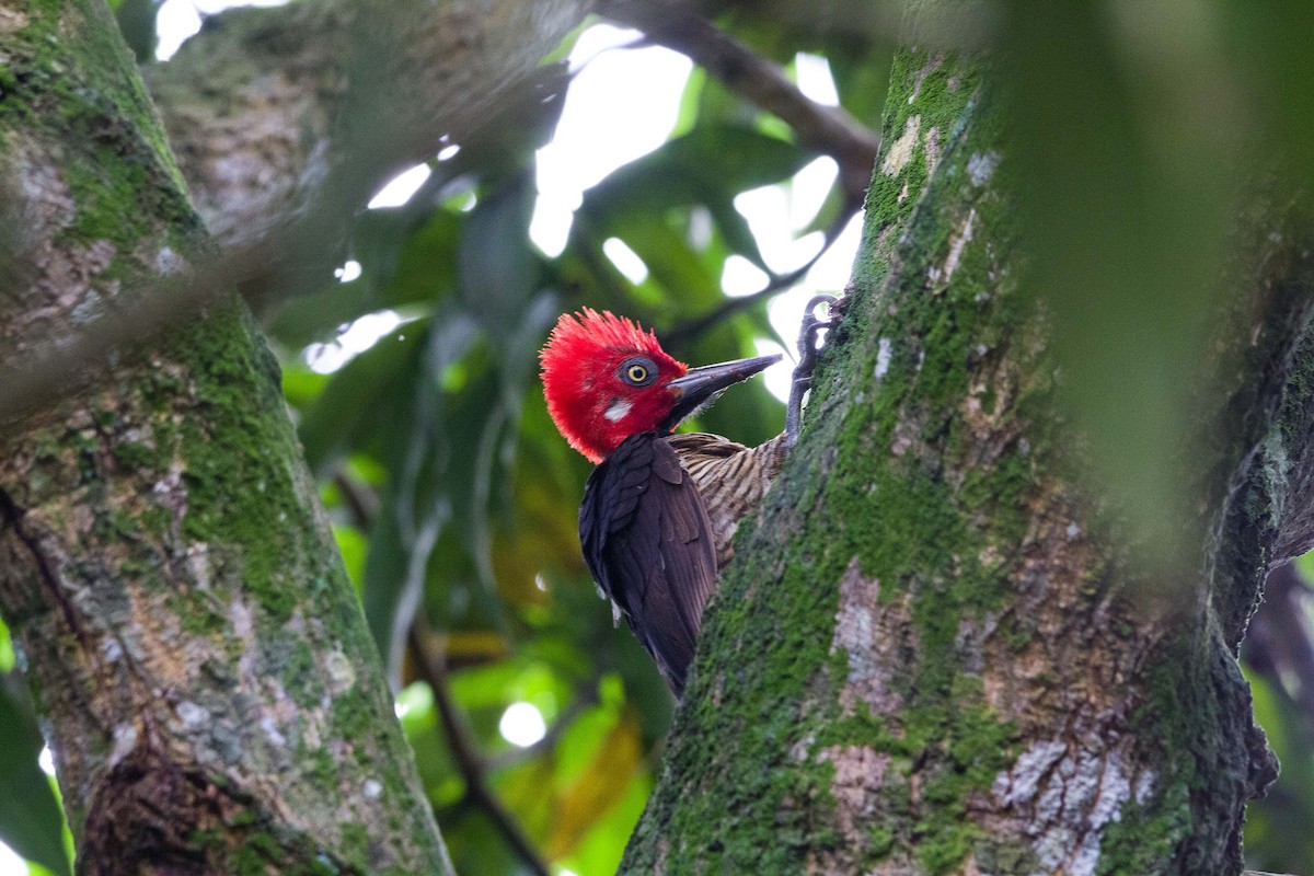 Guayaquil Woodpecker - Jeisson Zamudio