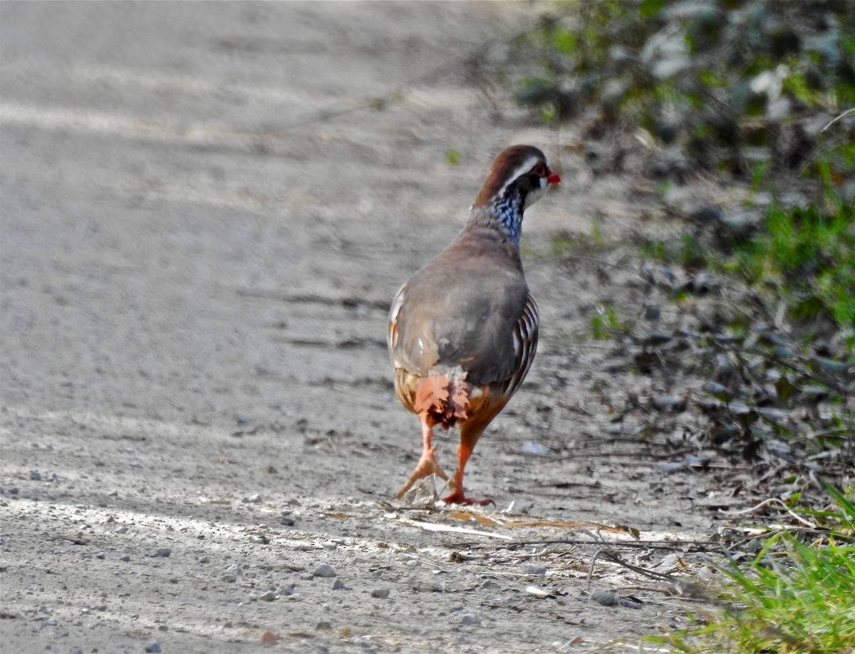 Red-legged Partridge - Nekane Garcia