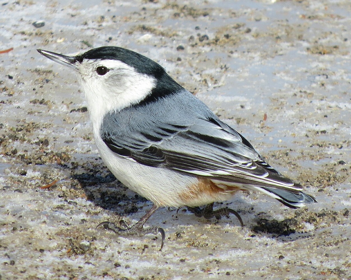 White-breasted Nuthatch - ML143039451