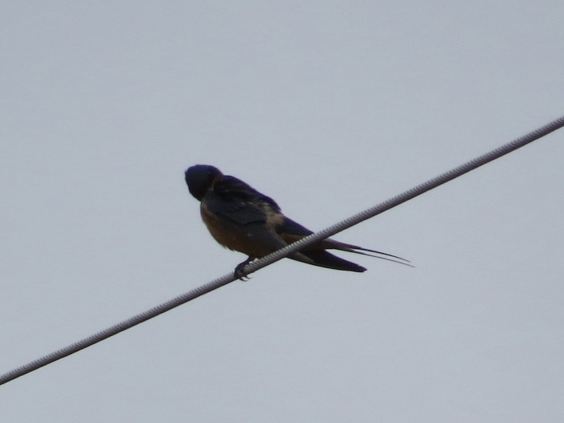 Barn Swallow - Andrew Bell