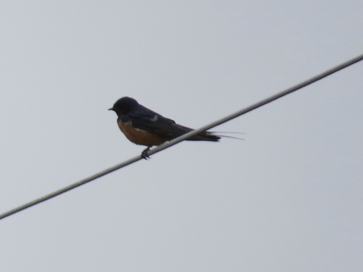 Barn Swallow - ML143040391