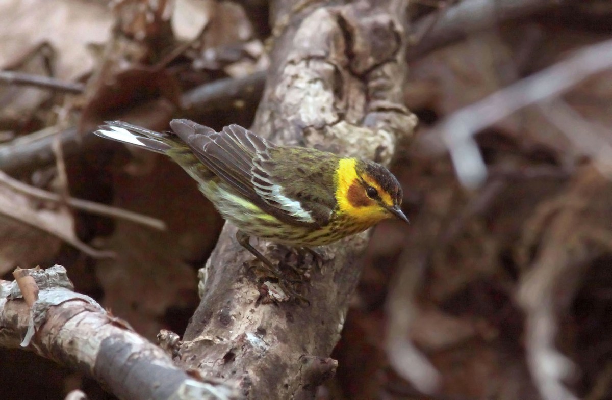 Cape May Warbler - Tom Smith