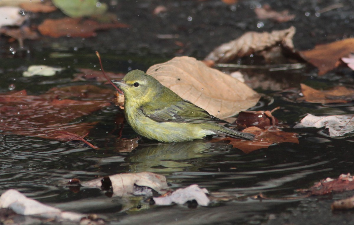 Tennessee Warbler - Tom Smith