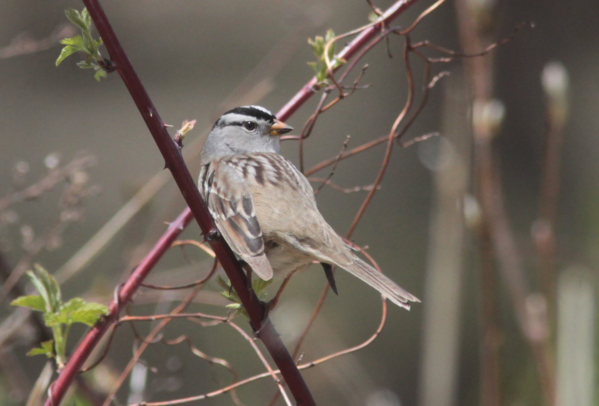 White-crowned Sparrow (Gambel's) - Tom Smith