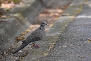 Spotted Dove (Eastern), ML143043021