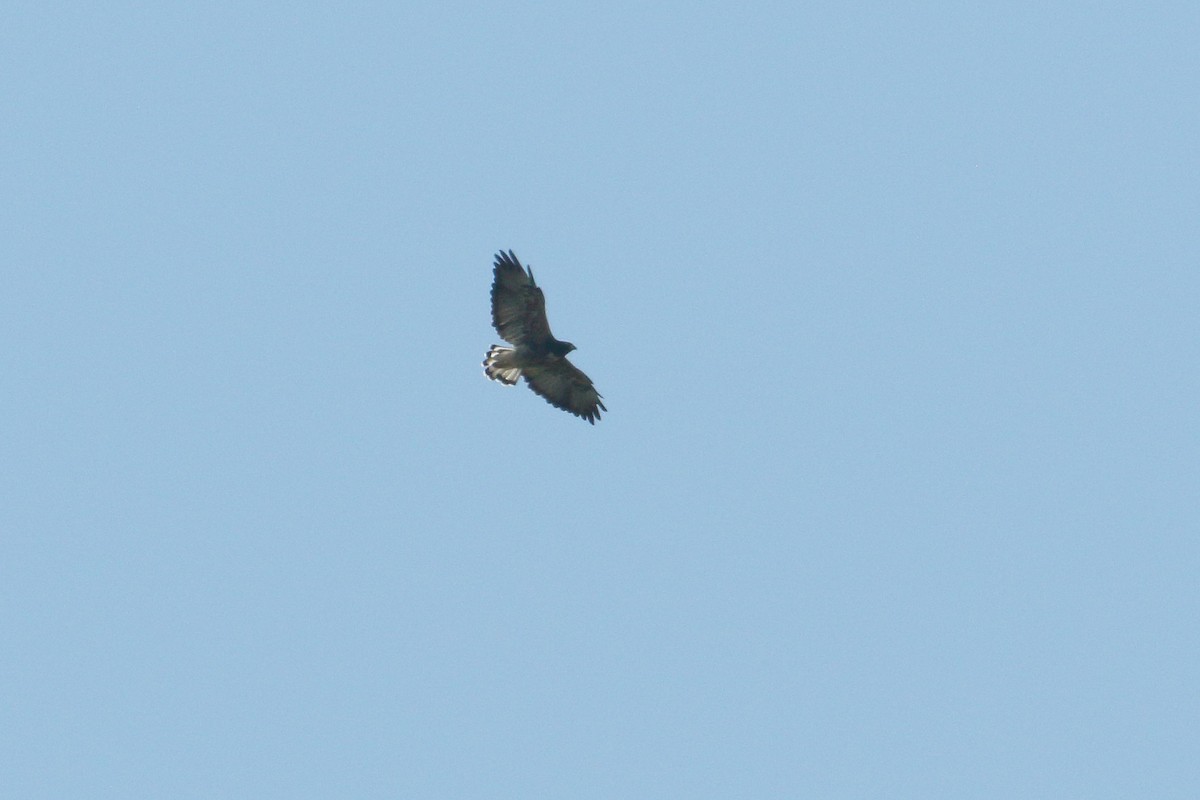 White-tailed Hawk - Martjan Lammertink