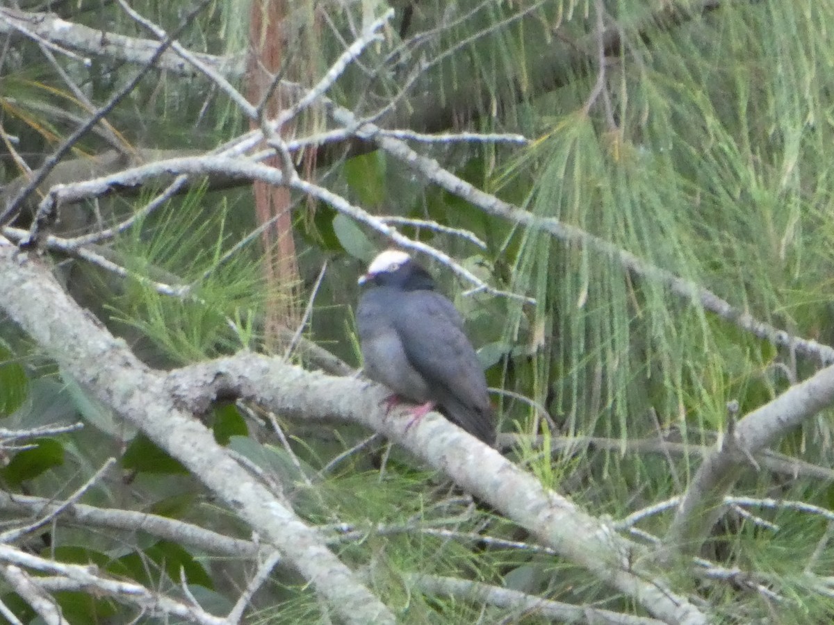 White-crowned Pigeon - ML143044001