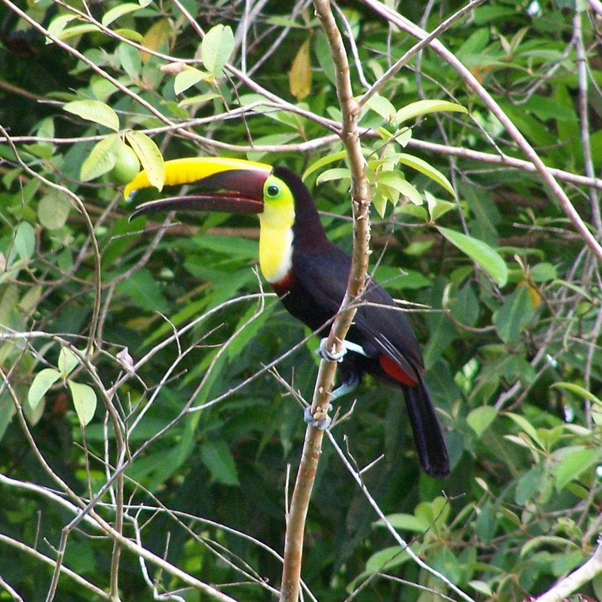Yellow-throated Toucan (Chestnut-mandibled) - Hans Holbrook