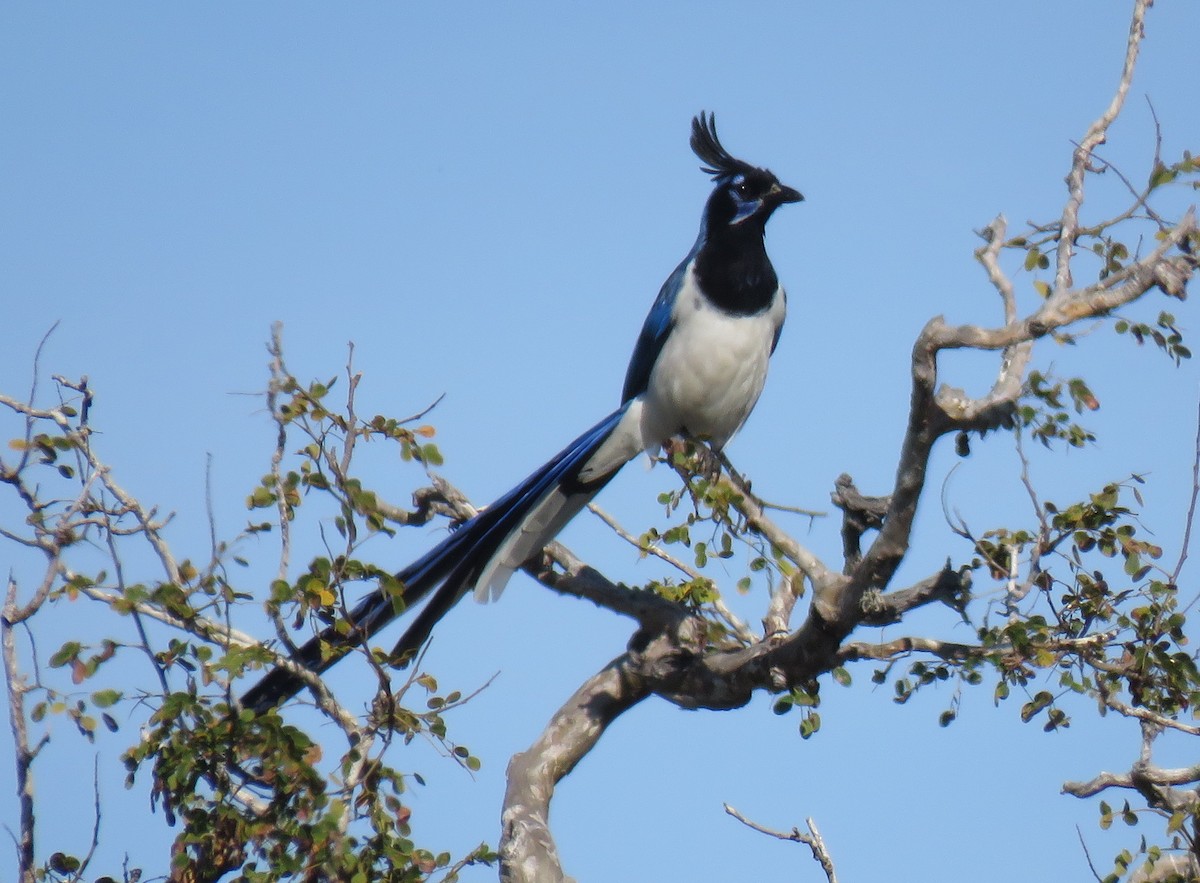 Black-throated Magpie-Jay - Robin Gurule