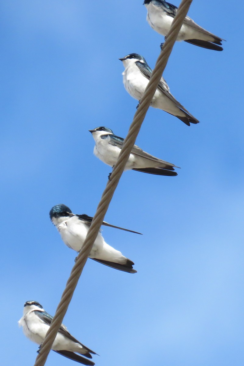Mangrove Swallow - Robin Gurule