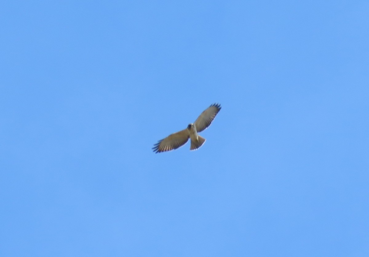 Short-tailed Hawk - ML143047331