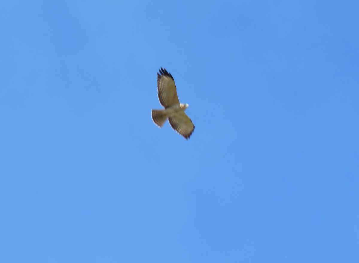 Short-tailed Hawk - Robin Gurule