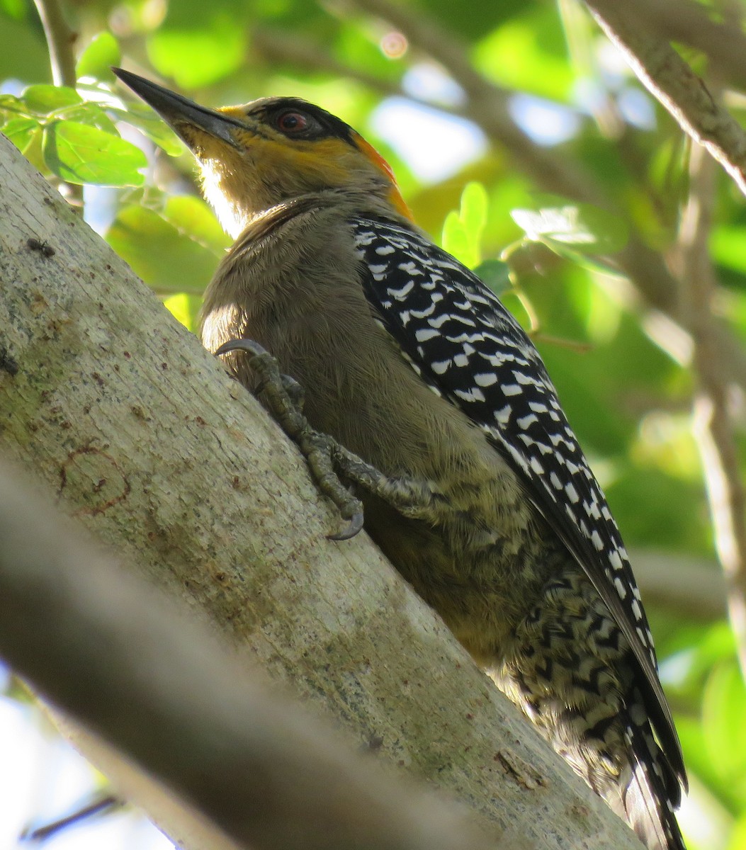 Golden-cheeked Woodpecker - ML143048671