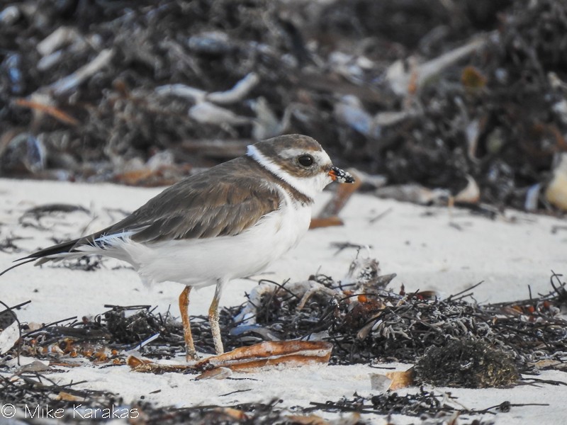 Semipalmated Plover - ML143050891