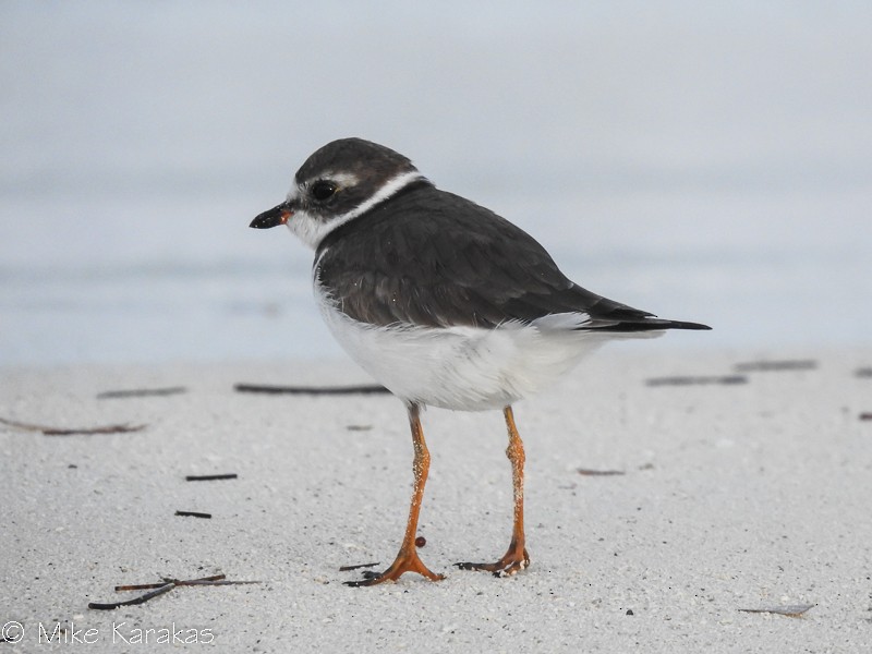Semipalmated Plover - ML143050901