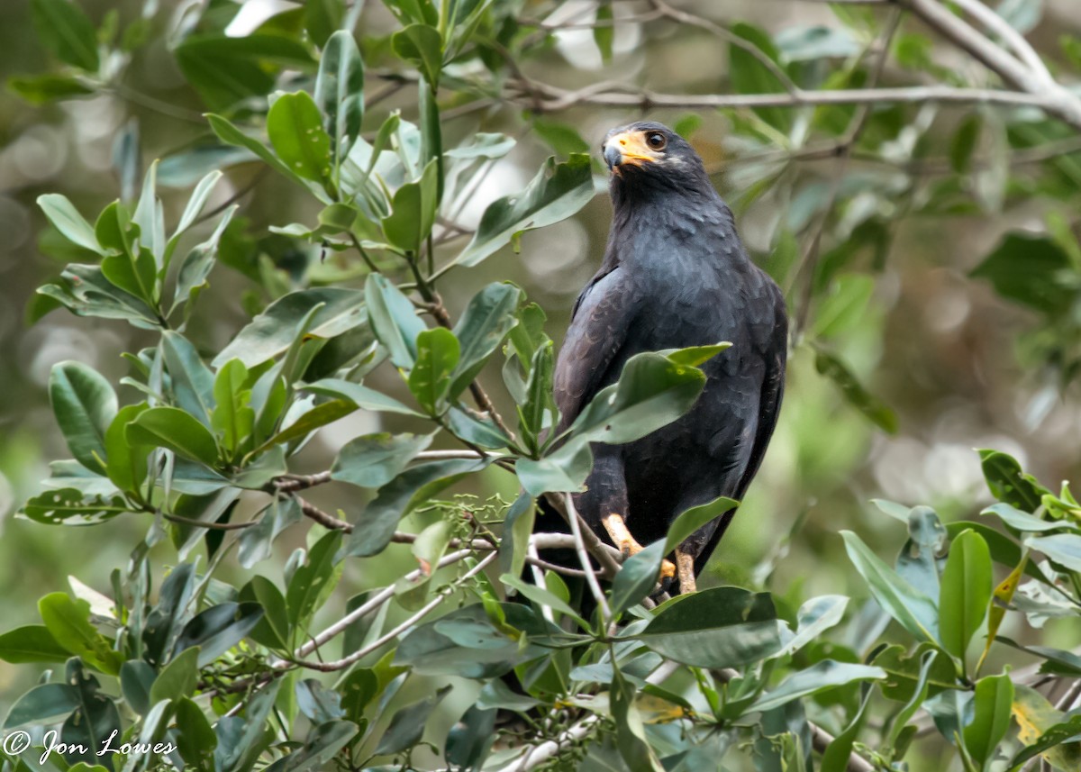 Common Black Hawk (Mangrove) - Jon Lowes
